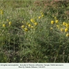 astragalus macrocephalus host plant